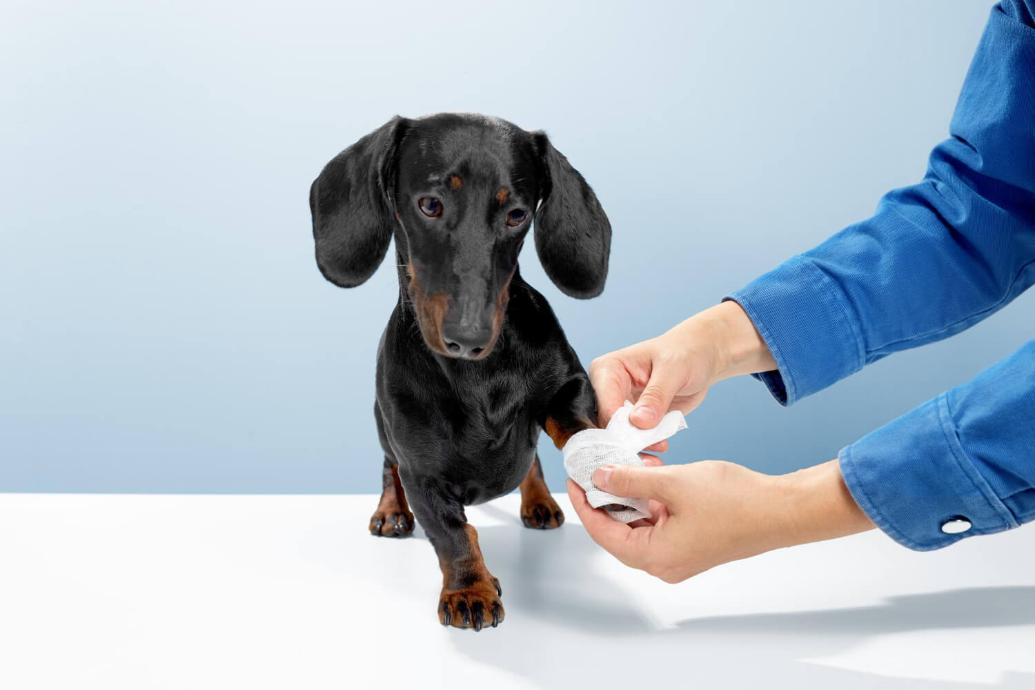 Dog Wound Care Tips For Pet Parents in India